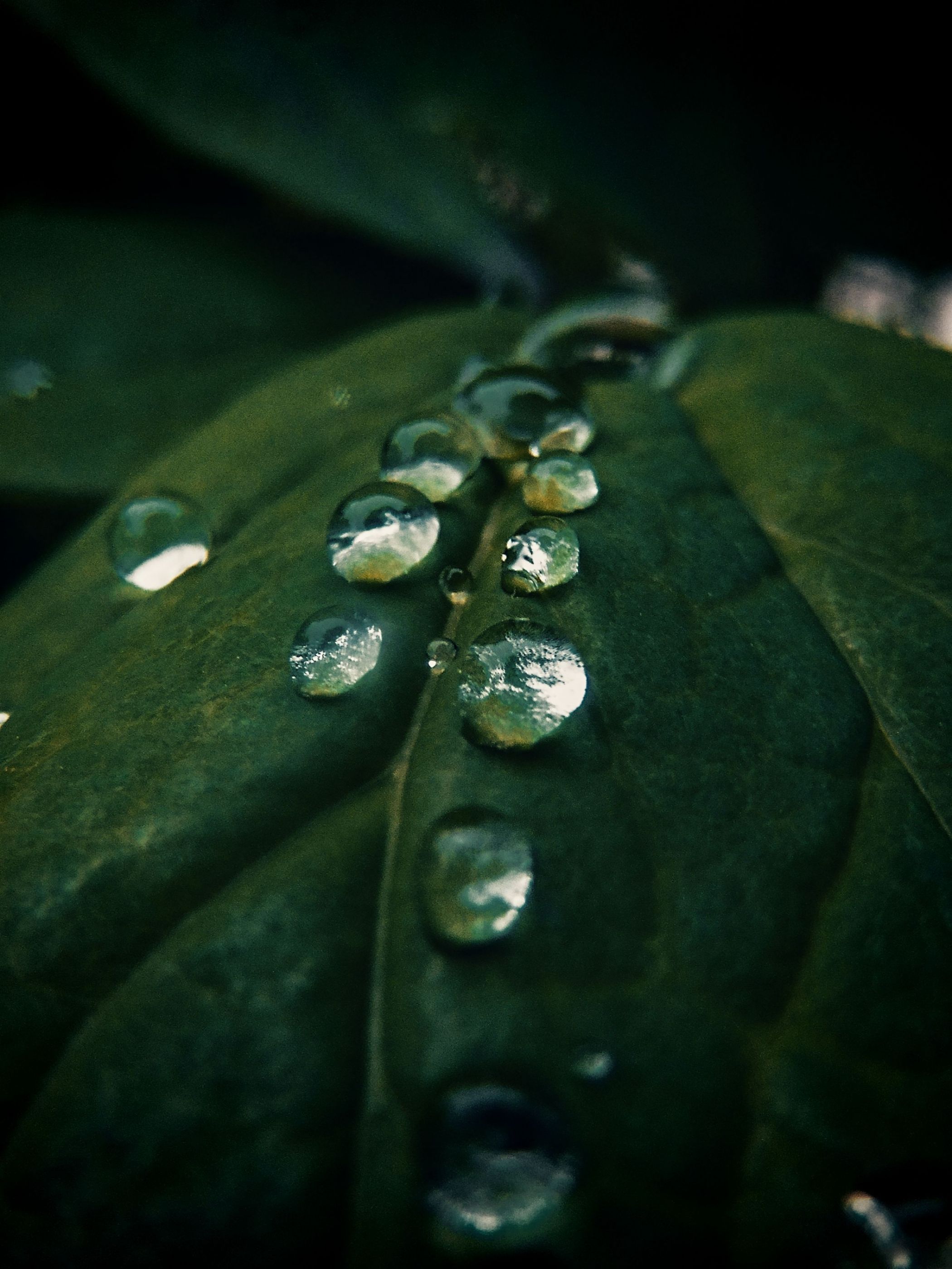 Raindrops